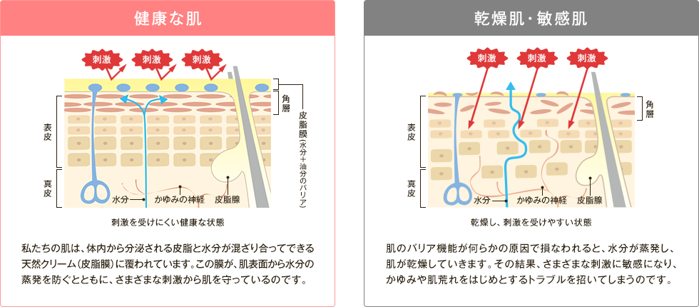 健康な肌・乾燥肌・敏感肌